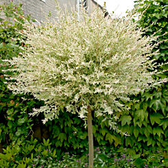 1 Metre Standard Salix ’Flamingo Willow’ Tree in a 3 Litre Pot by You Garden