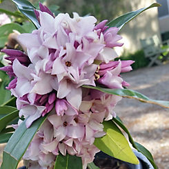 2L Potted Hardy Daphne Perfume Princess by You Garden