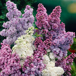 3 Fragrant Lilac Collection Plants in Pots by You Garden