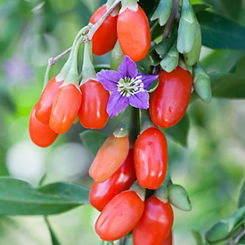 3 Goji Berry Plants - ’Sweet Lifeberry’