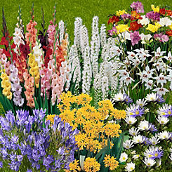 300 Summer Bulb Collection in 7 Varieties by You Garden