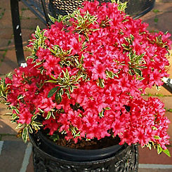 3L Pot Rhododendron Bollywood by You Garden
