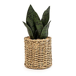 Aloe Vera in Seagrass Basket by Candlelight