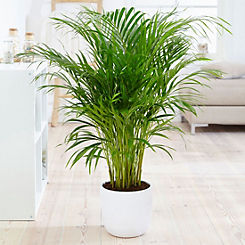Areca Palm Easy Care House Plant