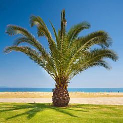 Canary Island Date Palm (Phoenix Canariensis)