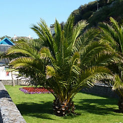 Canary Island Date Palms (Phoenix Canariensis) by You Garden