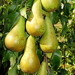 Duo Fruit Pear Tree Bare Root by You Garden