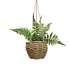 Fern in Seagrass Basket by Candlelight