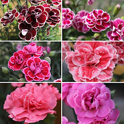 Fragrant Hardy Devon Pinks ’Garden Pleasure’ Collection 12 Jumbo Plugs