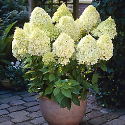 Hydrangea Paniculata ’Limelight’ 3 x 9cm Pots by You Garden