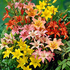 Mixed Asiatic Lilies - 25 Bulbs by You Garden