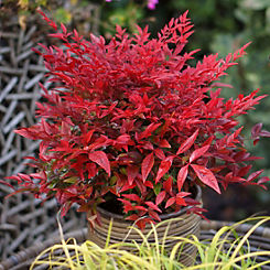 Nandina Obsessed - 17cm Pot by You Garden