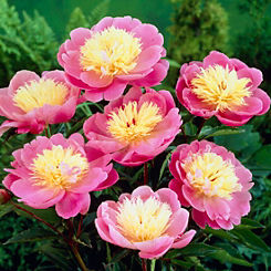 Paeony ’Bowl of Beauty’ Pack of 3 Bare Root Plants by You Garden