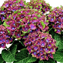 Pair Of Hydrangea ’Glam Rock’ Plants by You Garden