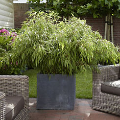 Pair Of ’Fountain Bamboos’ 60 cm Tall by You Garden