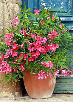 Pair of Oleander Bushes by You Garden