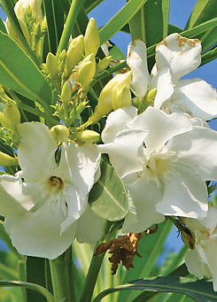 Pair of Oleander Bushes by You Garden