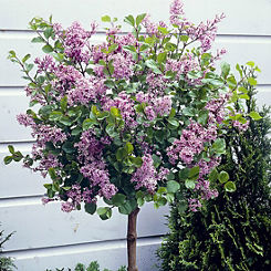 Pair of Standard Lilac Syringa ’Palibin Trees by You Garden