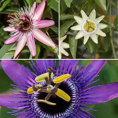Passiflora Collection - 3 x 9 cm Pots by You Garden
