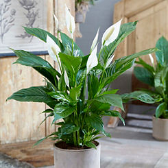 Peace Lily Spathiphyllum - Sweet Silver Houseplant by You Garden