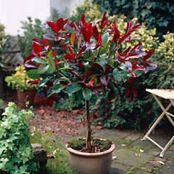 Photinia Red Robin Standard Tree by You Garden