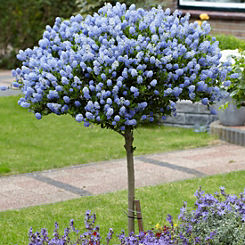 Potted Hardy Ceanothus Standard Californian Lilac by You Garden