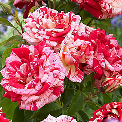Rose ’Raspberry Ripple’ (Papageno) (3L Potted) by You Garden