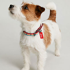 Small Stripe Dog Collar by Joules Rainbow