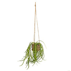 Spider Plant in Rattan Basket with Rope Hanger by Candlelight