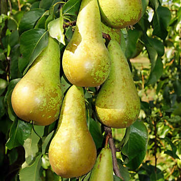 Duo-Fruit-Pear-Tree-Bare-Root-by-You-Gar