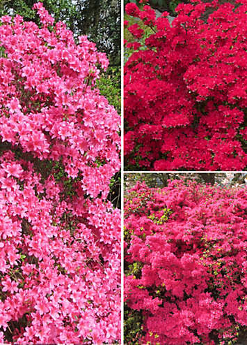 Japanese Azalea Collection - 3 x 9cm Pots | Look Again