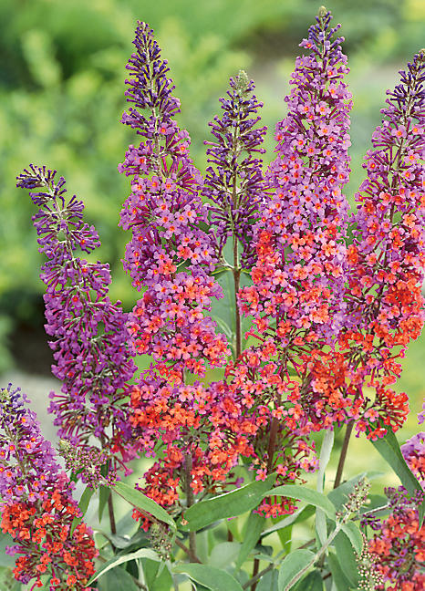 Buddleia Flower Power  Look Again