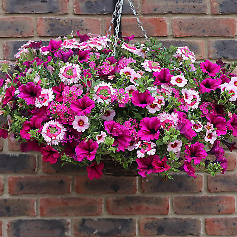 Pre planted online hanging baskets