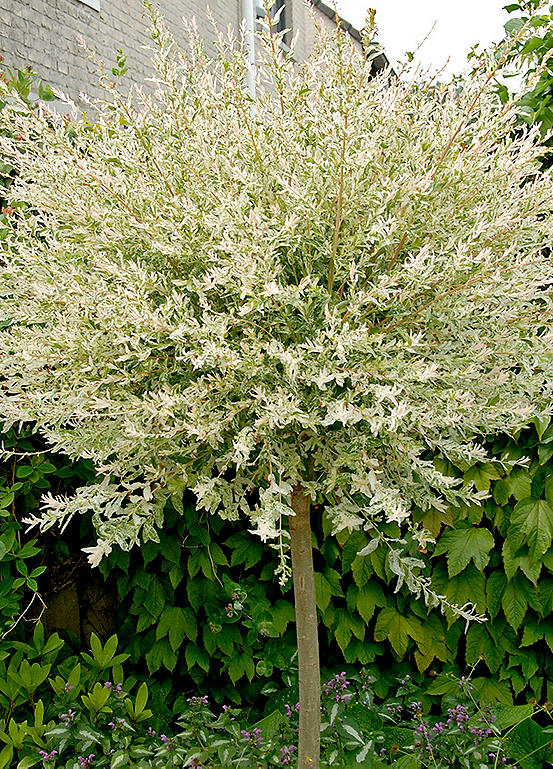 1 Metre Standard Salix Flamingo Willow Tree In A 3 Litre Pot By Kaleidoscope Look Again