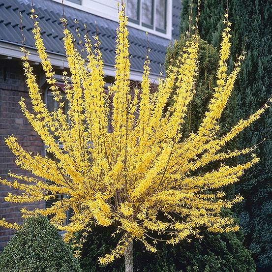 Forsythia Weekend Standard by You Garden Look Again