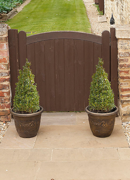 Pair Of Box Topiary Buxus Sempervirens Pyramid Tall Potted