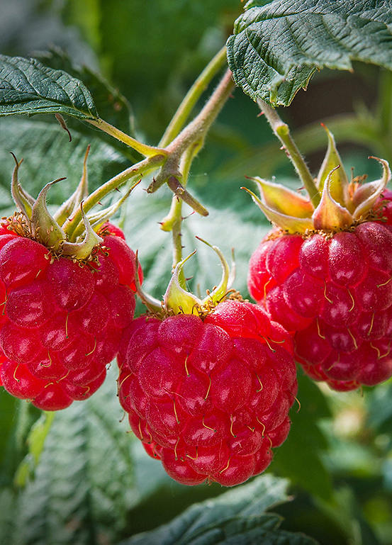 Raspberry Glen Ample Long Canes x 10 by You Garden | Look Again