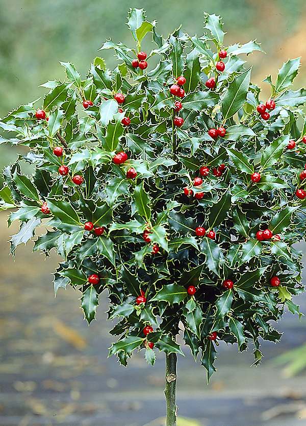 Holly store Tree